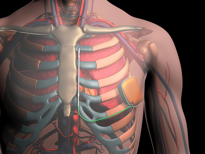 chest anatomy