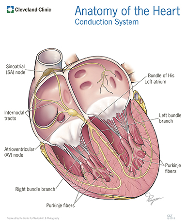 Anatomy of the heart
