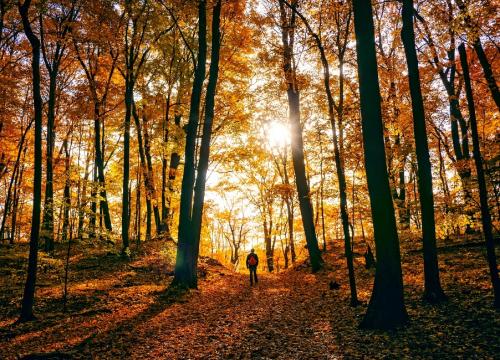 Autumn walk