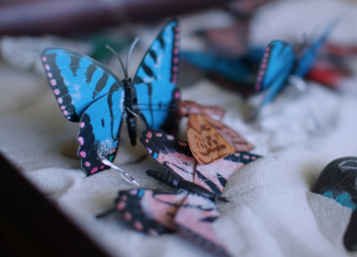 Butterflies 