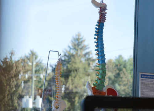 life sized model of human spine at valley health system's spine center 