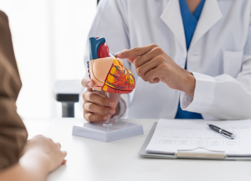 provider holding a life sized model of the human heart explaining information to patient