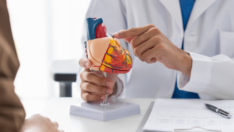 health care provider using a model of a human heart to talk to patient about heart disease