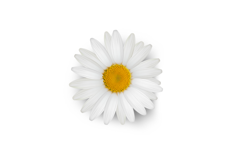 daisy