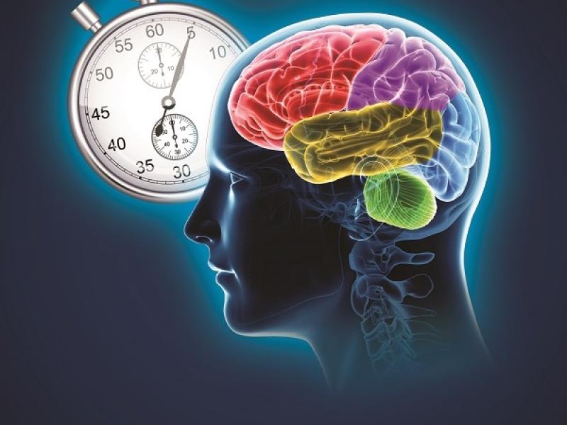 Illustration of the brain