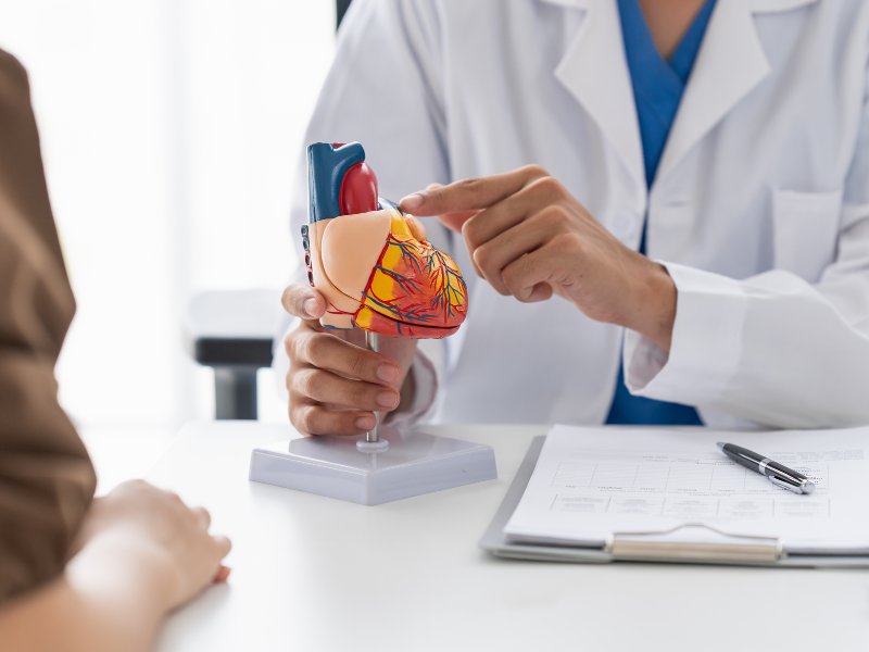 provider holding a life sized model of the human heart explaining information to patient